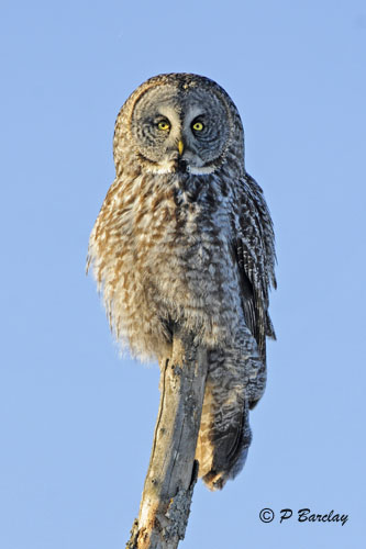 Great Gray Owl
