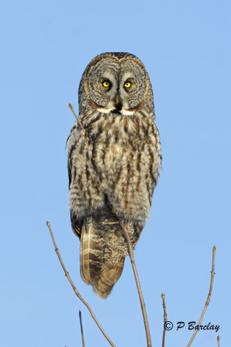 Great Gray Owl
