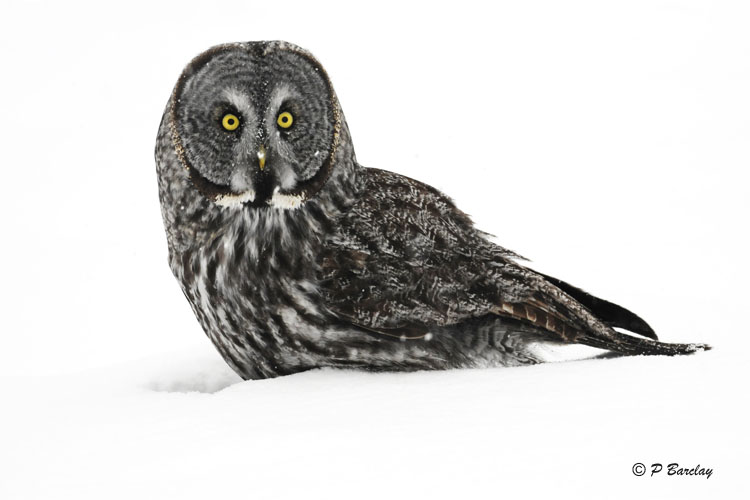 Great Gray Owl