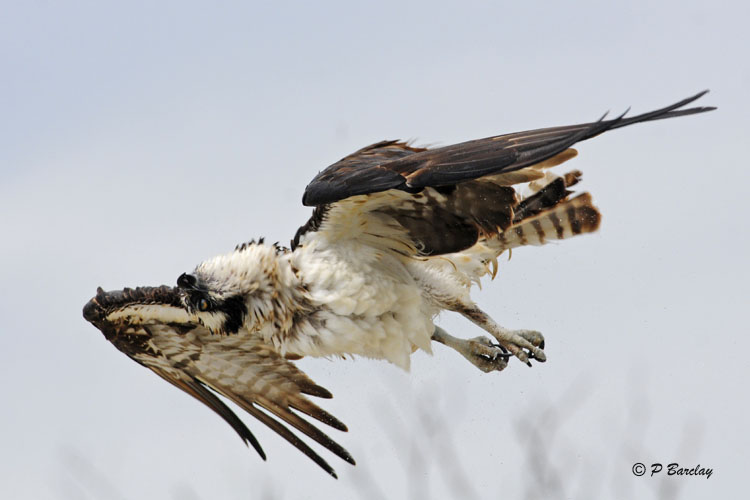 Osprey