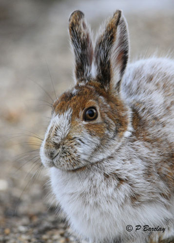 Snowshoe Hare