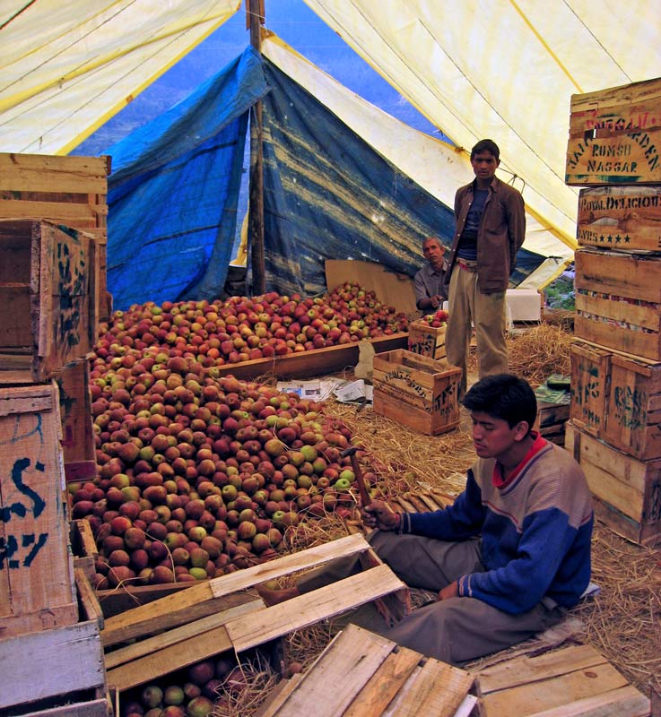 Packing apples