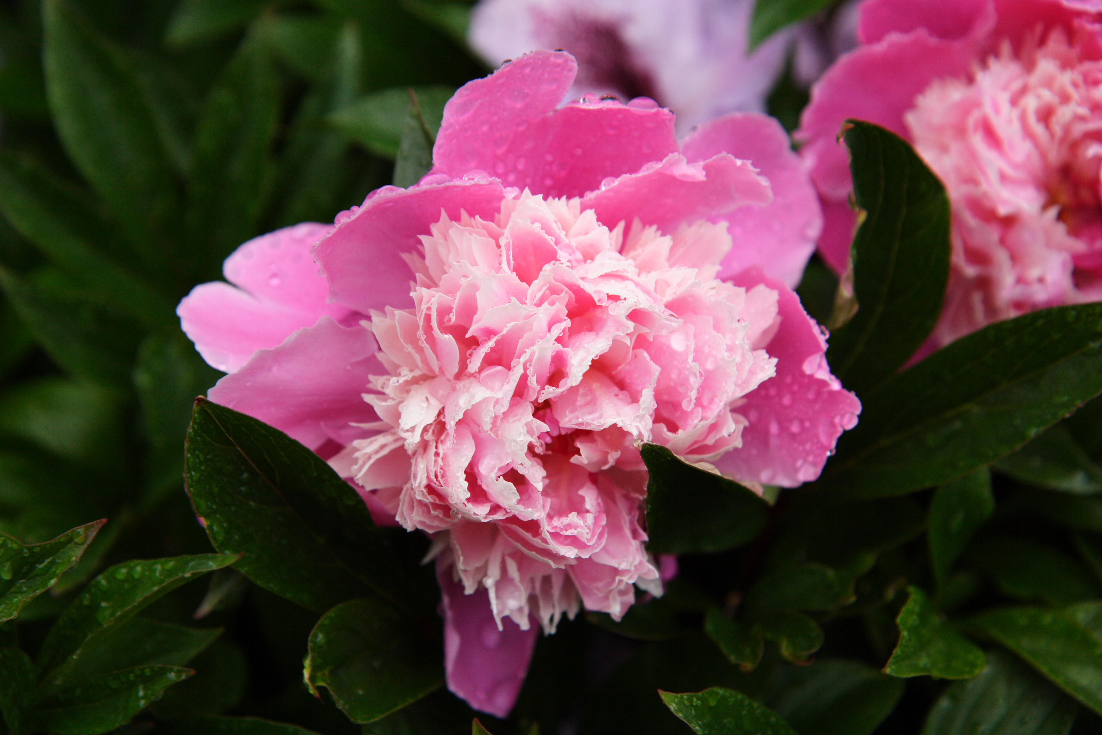 Dolly Parton Rose est. 1983
