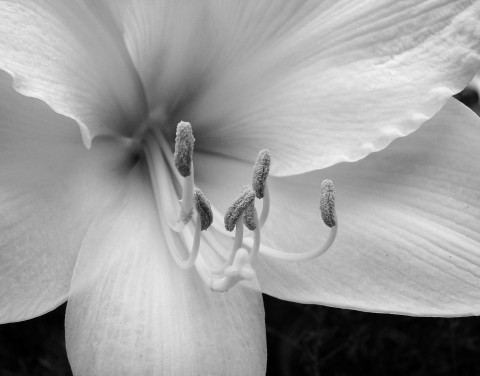 Stamens