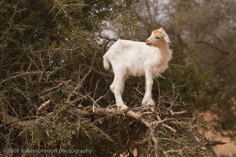 103Goat in Tree.jpg