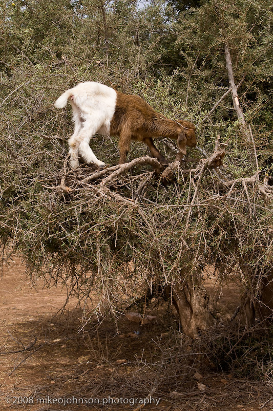 108Goat in Tree.jpg