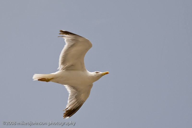 123Gull in Flight.jpg