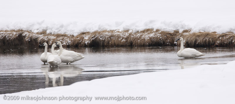 006-Trumpeter Swans