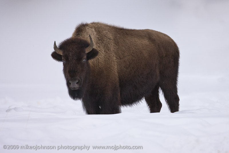 009-Bison Looking at Me