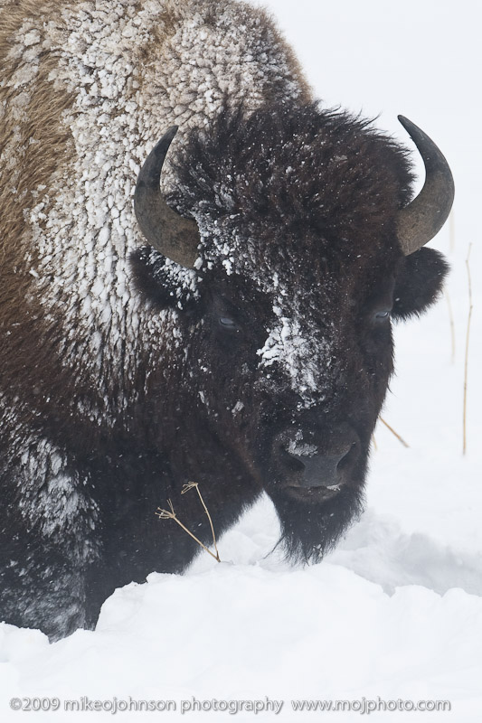 020-Bison Portrait