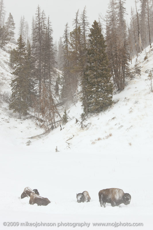 021-Bison in Landscape