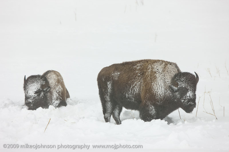 022-Bison Pair