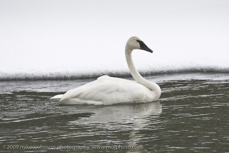 024-Trumpeter Swan