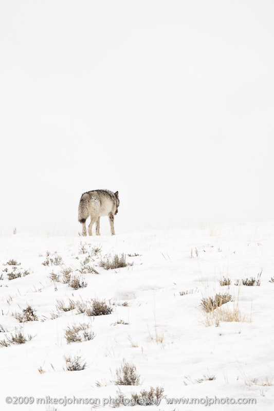 032-Wolf in Distance
