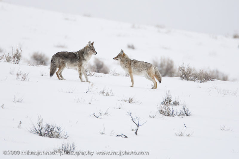 037-Coyote Pair