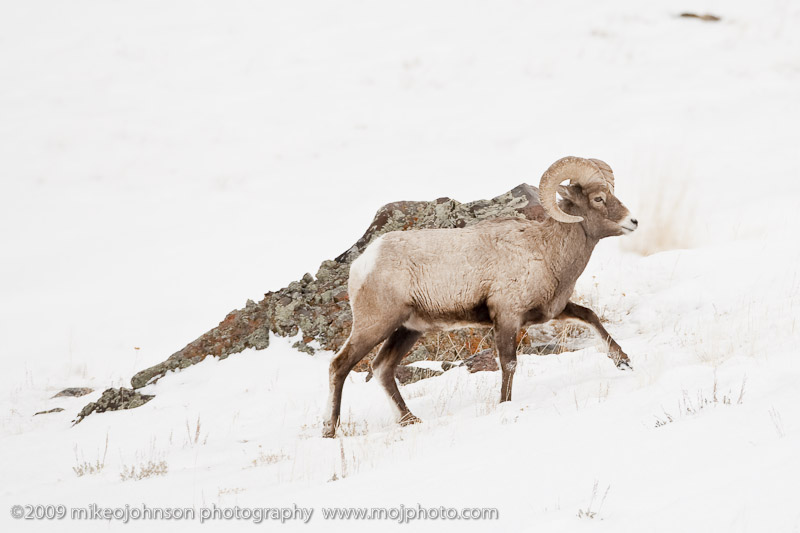 039-Big Horn Sheep