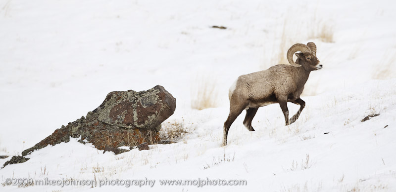 040-Big Horn Sheep