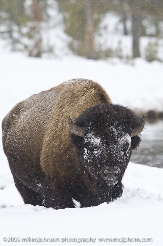 049-Bison