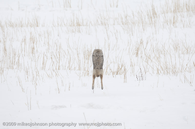 055-Coyote Jumps for Vole