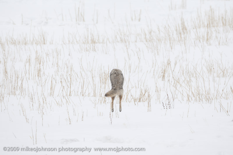 056-Coyote Jumps for Vole