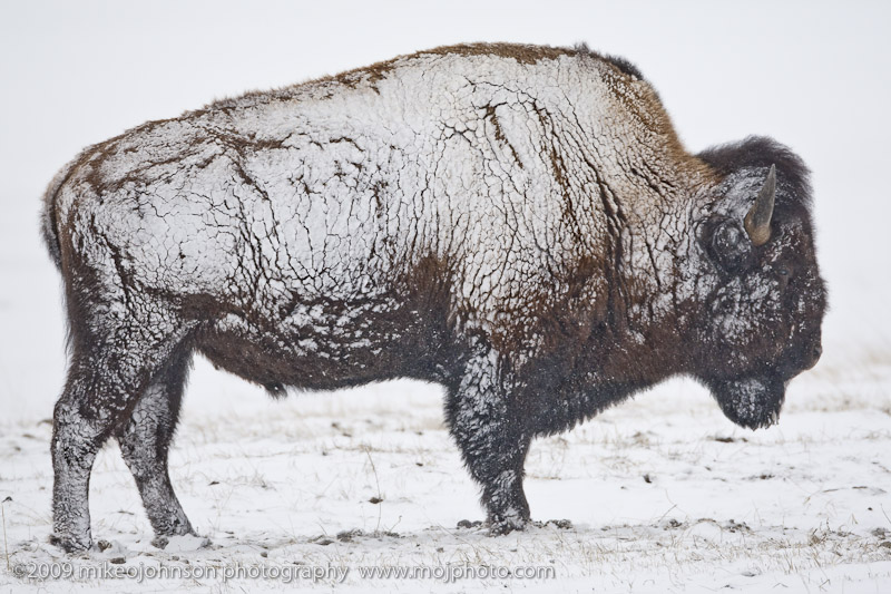 072-Bison Profile