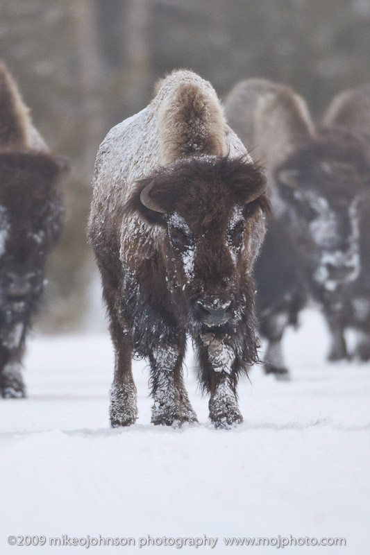 074-Bison Herd Approaches