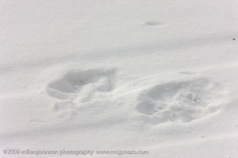 076-Wolf Tracks