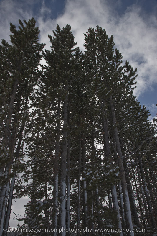 082-Tall Trees