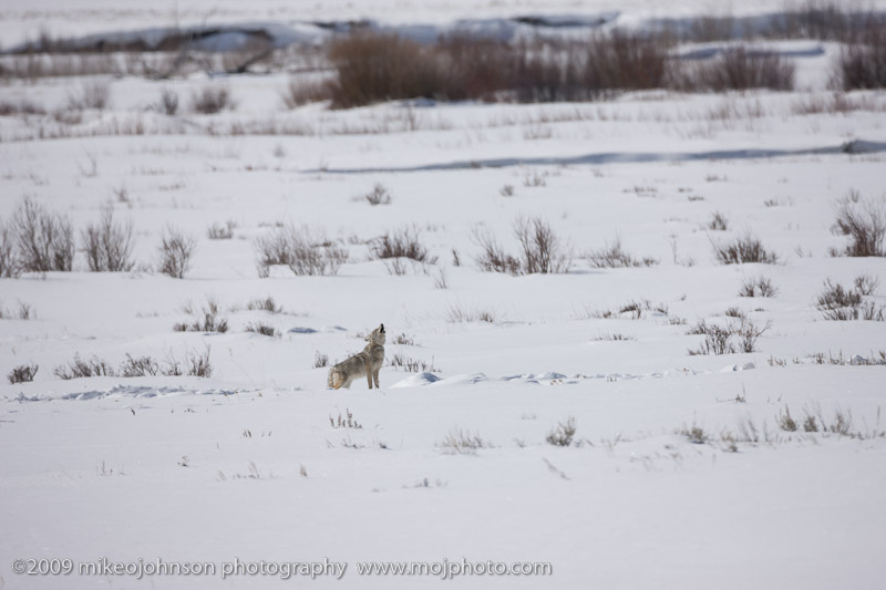 085-Coyote Calling