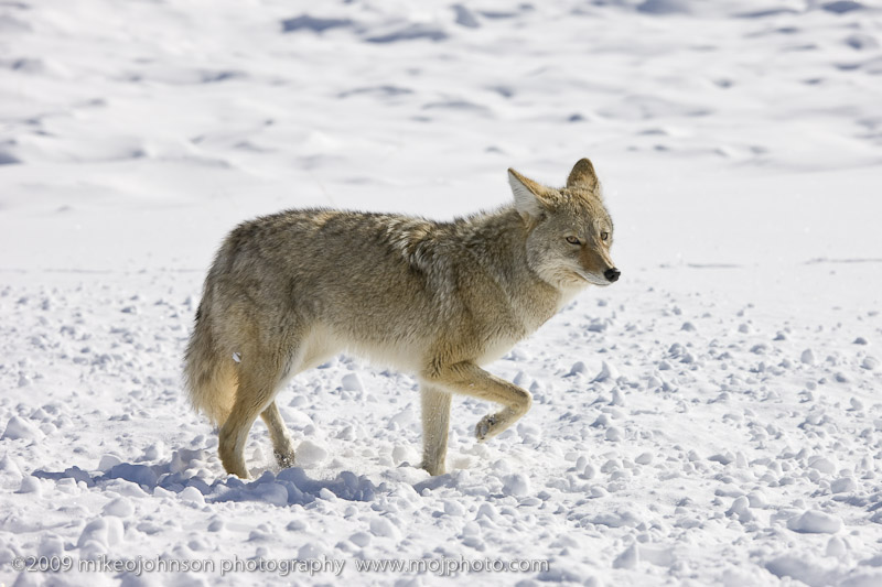 087-Coyote Walks By