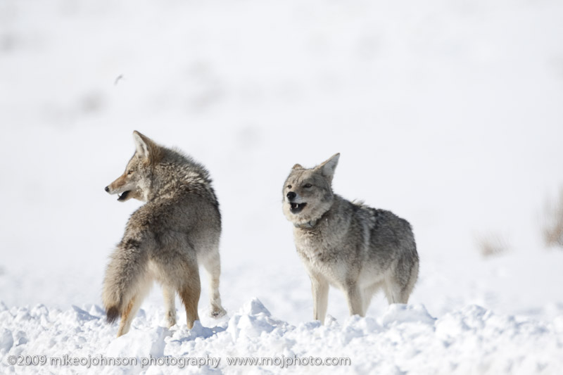 089-Coyote Pair