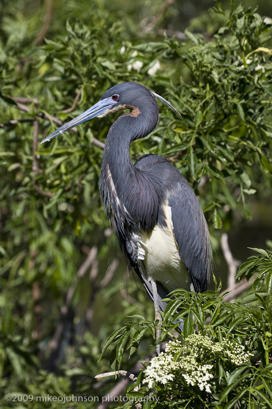 003-Tri-color in Breeding Plumage