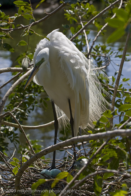 005-Great White Egret Nest with Eggs