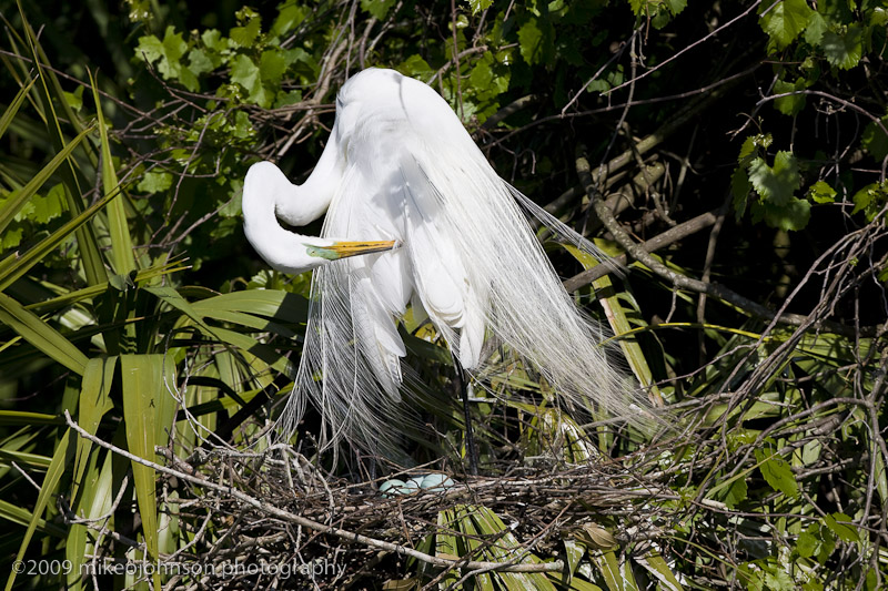 006-Egret Nest with Eggs