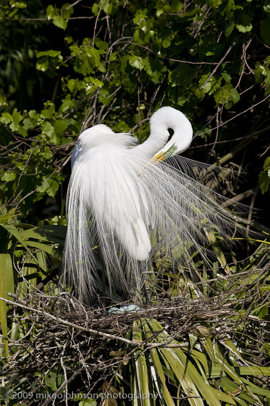 007-Egret Nest with Eggs