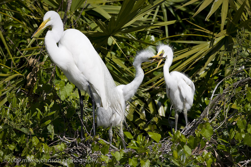 009-Egret Family