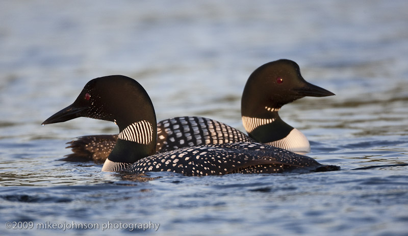 003-Loons Crossing