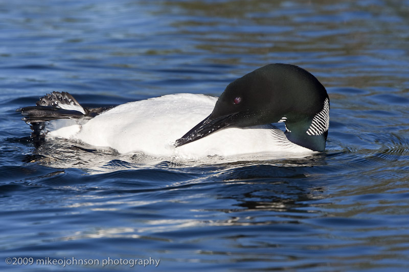 010-Loon Preening