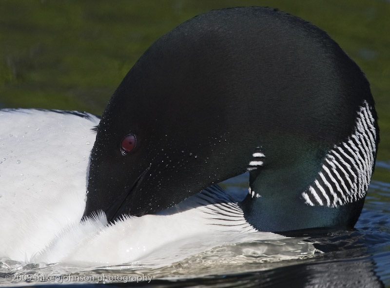 019-Loon Head Close Up