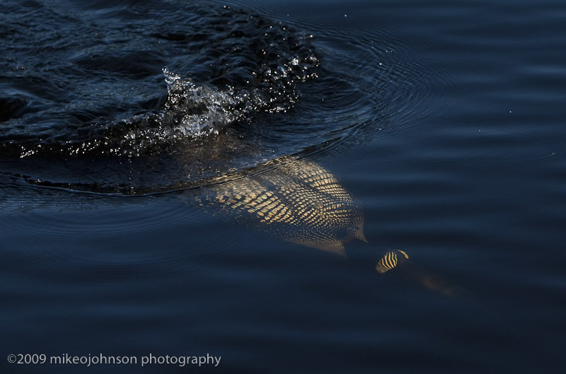 020-Loon Underwater