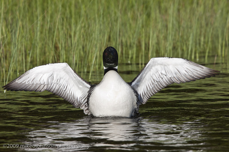 027-Loon Spread