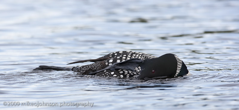 031-Loon Scratching
