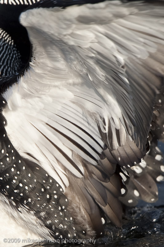 034-Loon Feathers