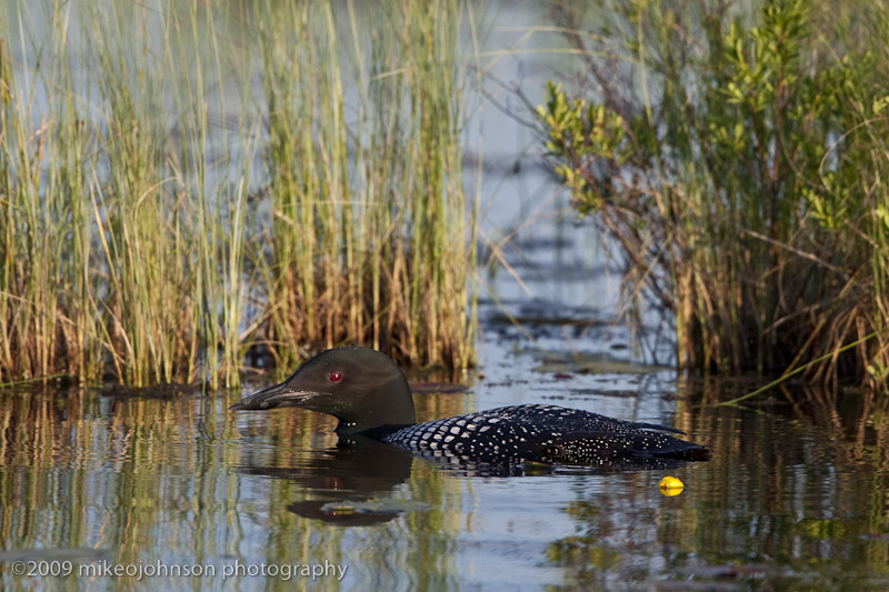 041-Loon in the Grass