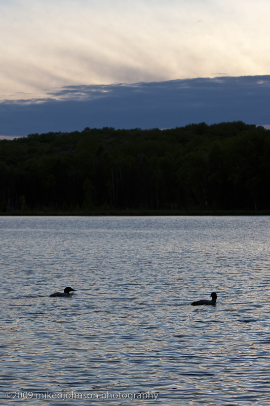 044-Loons at Sunset