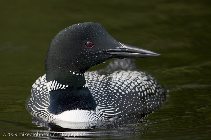 048-Loon Close Up