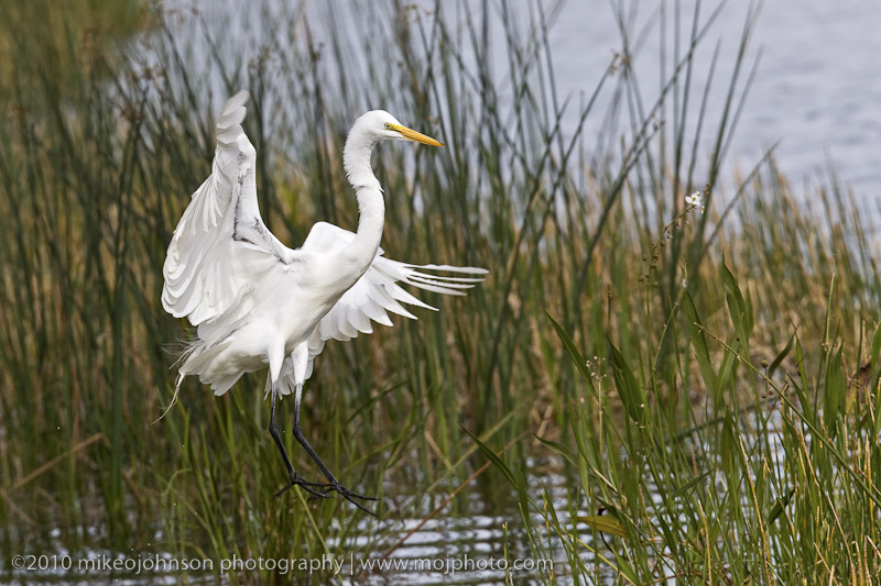 Egret Landing on my Pond