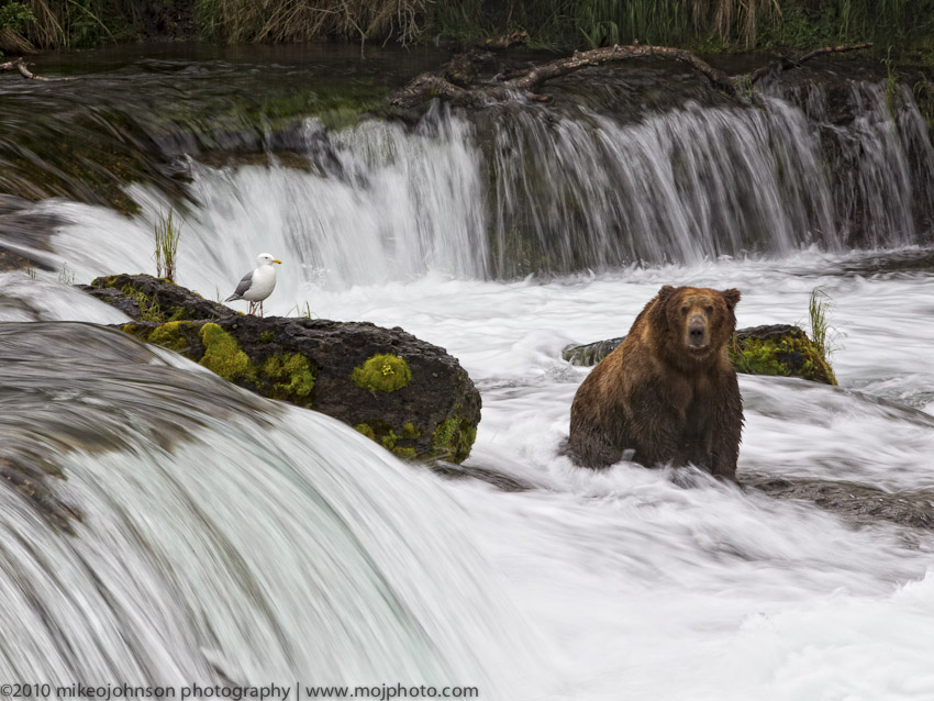003-Bear at Brooks Falls