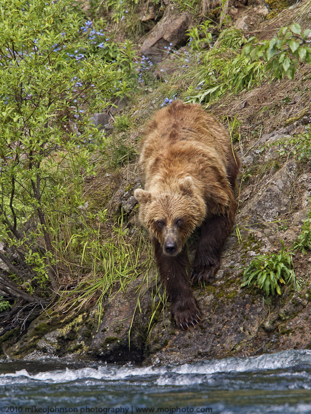 008-Fishing Grizzly