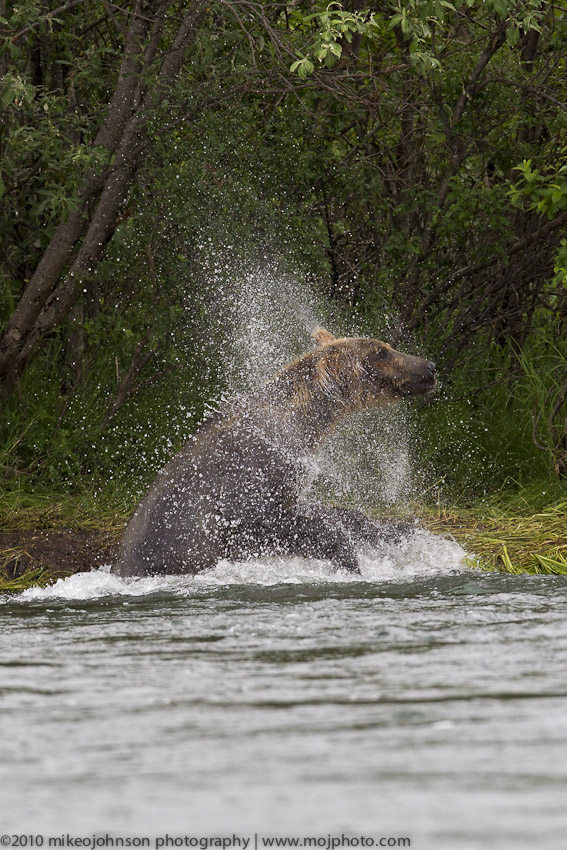 019-Bear Spin